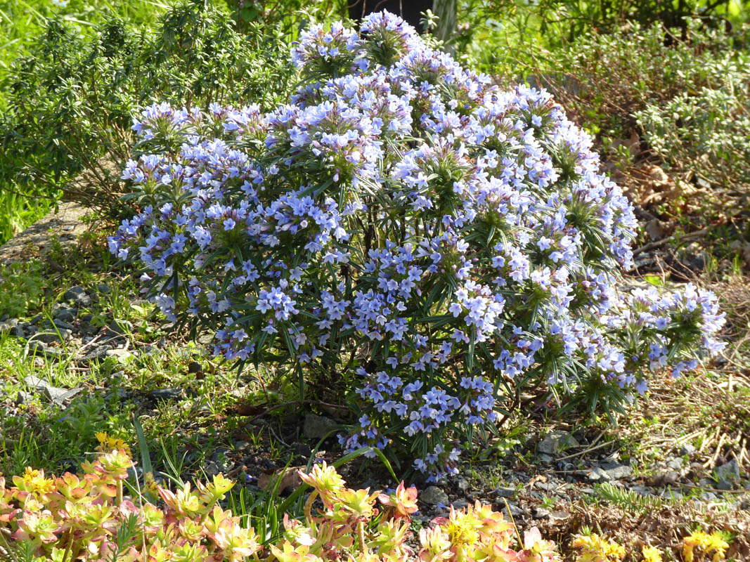 Lithodora zahnii photo